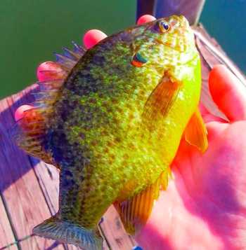 fishingPhoto/9to16/pumpkinseed-fish.JPG