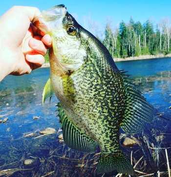 fishingPhoto/9to16/crappie4.JPG