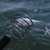 How Fishing Lure Retrievers will save you money $$$