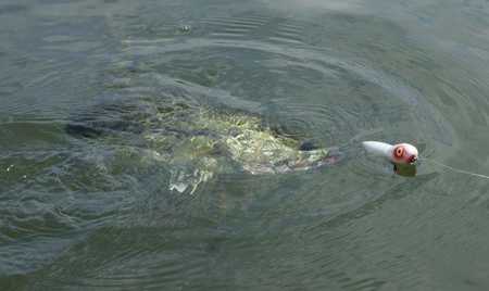 Best techniques for top water bass fishing