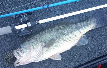 What is the Keeper size for Largemouth Bass in California Delta & Lakes