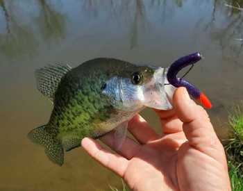 fishingPhoto/9to16/crappie2.JPG