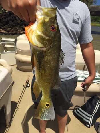 fishingPhoto/9to16/rainbowBass1.jpg
