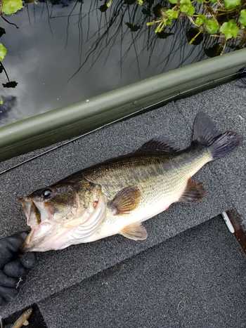 fishingPhoto/9to16/bass #2.jpg